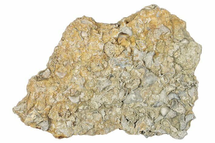 Cretaceous Fossil Molluscs In Limestone - Texas #284916